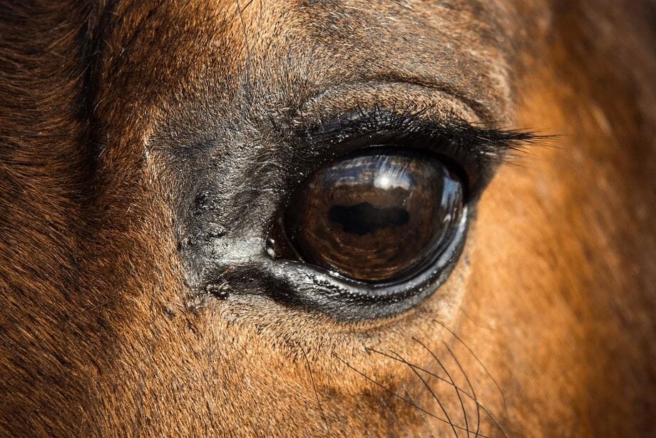 Pourquoi le cheval ?